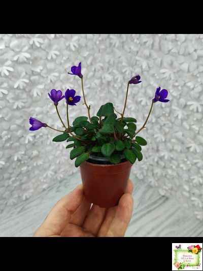 Senk's Fruit Fly (R.Follet/D.Senk)