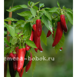 Острый перец CH-19, 10 шт