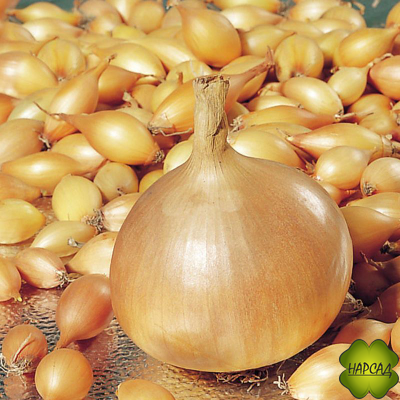 ЛУК-СЕВОК "ГЕРКУЛЕС F1" (не стрелкуется, урожайный, 0,5 кг)