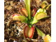 Dionaea muscipula Fused Tooth Perso I