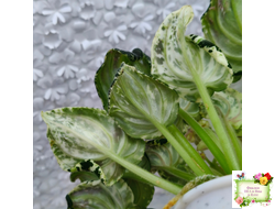 LV-Зюзя (Л. Шевелева) 2025 г. трейлер (клакамас пестролистный)