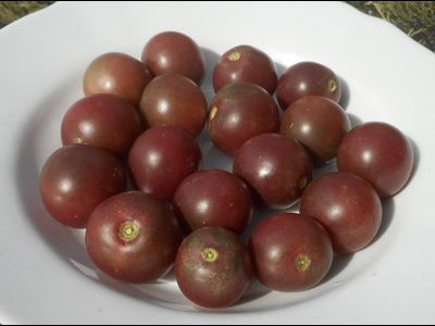 Томат Черная вишня (Black Cherry)