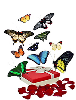 Салют из 10 тропических бабочек . Микс !