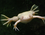 Лягушка шпорцевая альбинос (Xenopus laevis)