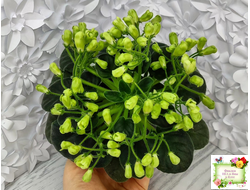 Emerald Bell (О.Барышева) 2016