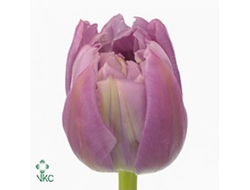 Tulipa du double price