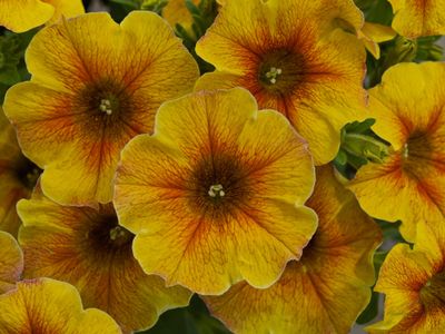 Петхоа Beautical Caramel Yellow