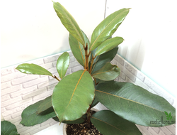 Ficus Velutina / Фикус Велюр