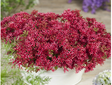 Очиток ложный Кровь Дракона (Sedum spurium Dragons Blood) , ЗКС