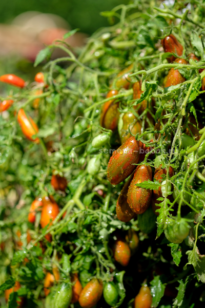 Томат Оливетта полосатая (Olivette Striée), 10 шт