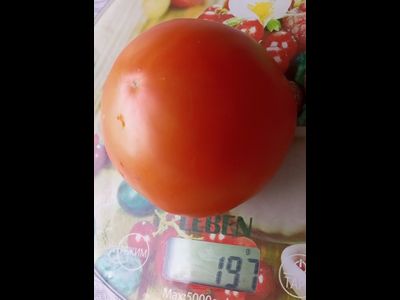 Томат Техас