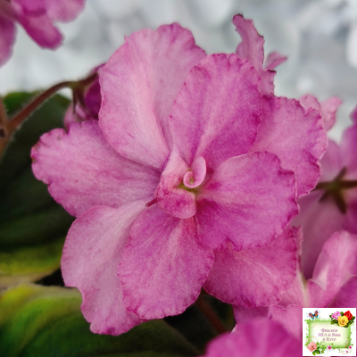 РС-Вещунья (С. Репкина) 2021 г. (клакамас с кроновой пестролистностью)