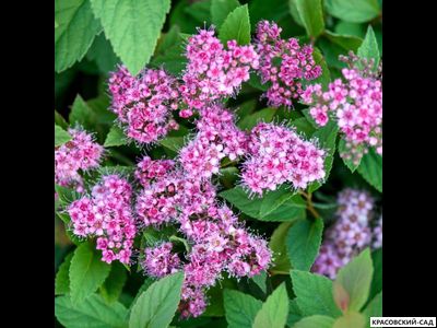 Спирея Манон - Manon