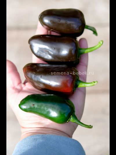 Перец острый Jalapeño Блэк Маррокан, (10 шт)