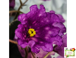 Nik-Кони в Яблоко  (Н. Булко) 2022 г. (пестролистный лонг)