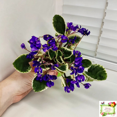 DS-Brian (Dimetris) 2014 г. (пестролистная бастл-листва)