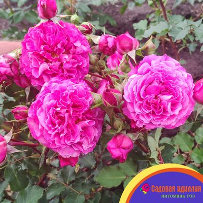 Агнес Шиллингер (Agnes Schillinger)