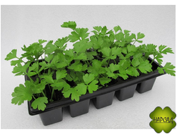 СЕЛЬДЕРЕЙ КОРНЕВОЙ ЯЧЕЙКА 6 ШТ