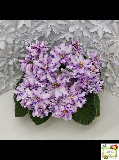 МК-Ветер Перемен (М. Карпова) химера стандарт (стартер сорт)