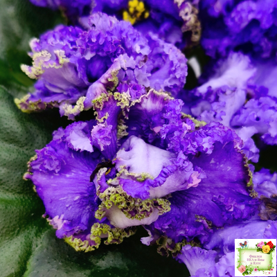 БР-Маленькое Счастье (С. и Н. Буркацкие) 2020 г.