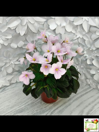 LV-Есть Время (Л. Шевелева) 2025 г. трейлер (пасынок посажен 20.01.26)