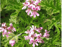 Герань бурбон (Pelargonium graveolens), Мадагаскар (5 мл) - 100% натуральное эфирное масло