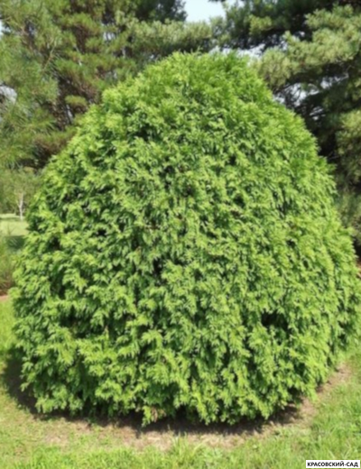 Туя Литл Чемпион - Little Champion