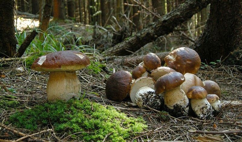 Білий гриб - король грибів Карпат Який же він білий гриб?