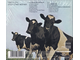 Купить диск Pink Floyd - Atom Heart Mother в интернет-магазине CD и LP "Музыкальный прилавок"