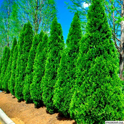 Туя Смарагд - Smaragd