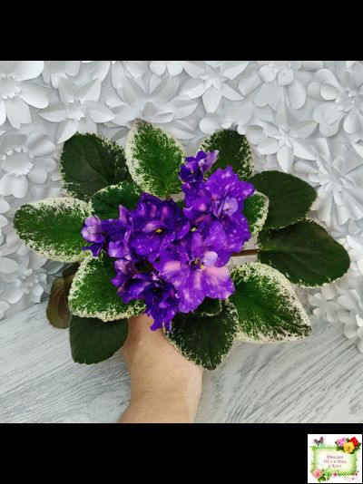 РС-Астролог (С. Репкина) 2020 г.