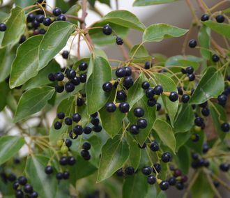 Равинтсара, Коричник камфорный (Cinnamomum Camphora CT cineol) - 100% ...