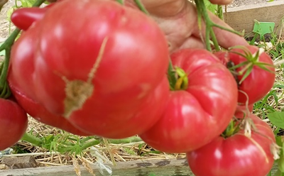 Томат Розовый гигант м-ра Андервуда (Mr. Underwood's Pink German Giant)