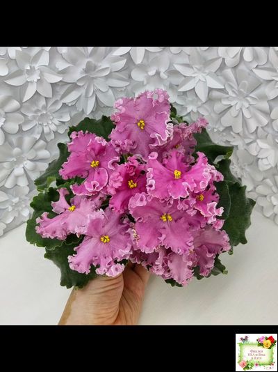 НД-Ливадия (Н. Данилова-Суворова) 2020 г.