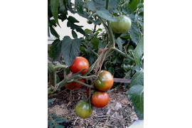 Имбирный пряник, сорт с Кипра