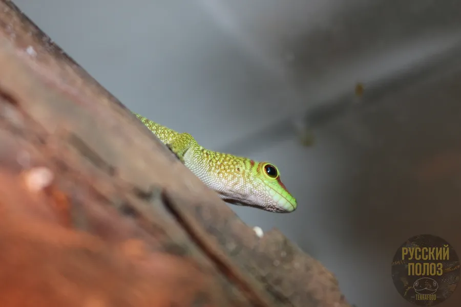 Мадагаскарский дневной геккон, Фельзума Мадагаскарская, Phelsuma madagascariensis