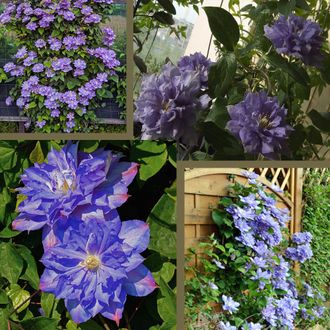 Клематис гибридный Блю Эксплоужен (Blue Explosion), 2 л., ЗКС