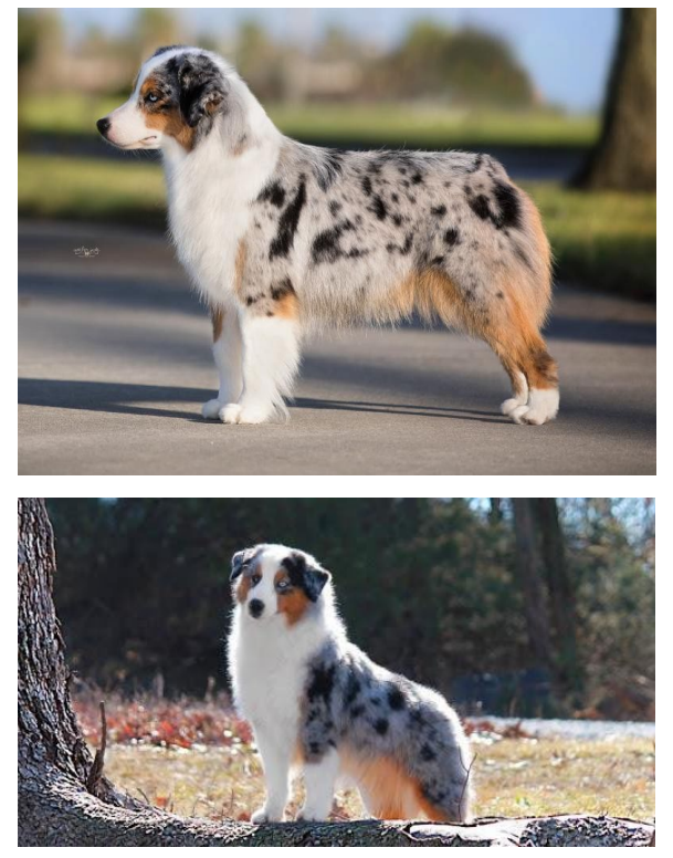 Миниатюрная американская овчарка