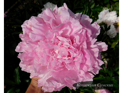 Пион Jacorma (Джакорма)