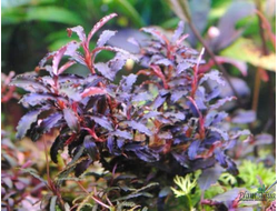 Буцефаландра Green Broad Leaf