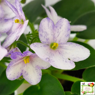 Белый Клоун (Е. и Я. Немчиновы) 2025 г. трейлер (пасынок укоренённый)