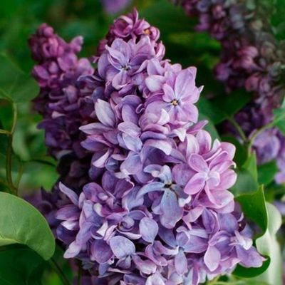 Сирень обыкновенная Маршал Ланн