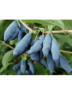 жимолость "нимфа"