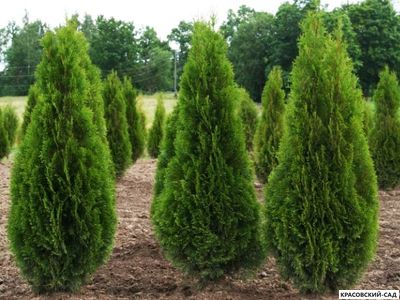 Голден Смарагд купить - Красовский-Сад.рф