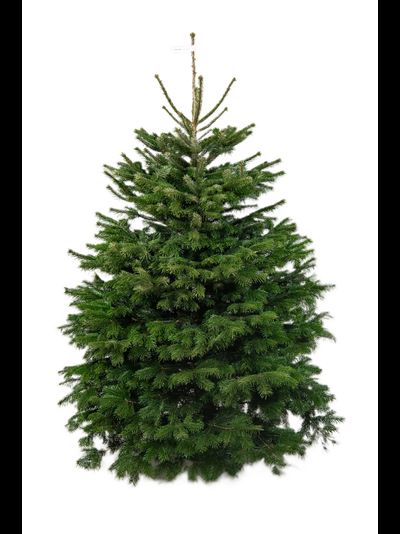 Пихта Нордмана 1,5 - 1,75 м