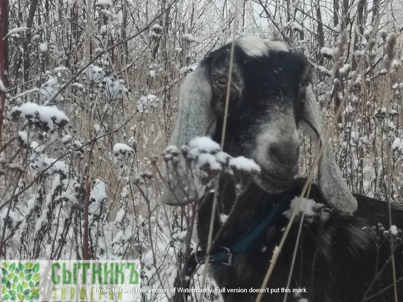 Нубийские козы любят гулять