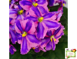 СГ-Каспер (И.Киселёва/С.Голубцова) химера