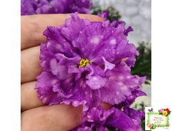 ВаТ-Шоколадное Настроение (Т. Валькова) 2019 г.