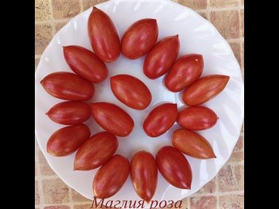 Томат Маглия роза (Maglia rosa)