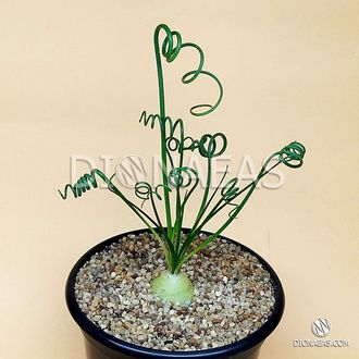 Альбука Спиральная - Albuca Spiralis